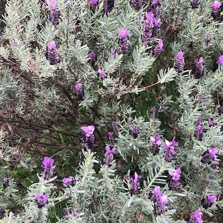 R House Ii בית נופש בודוני